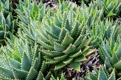 How to Care for an Aloe Vera Plant | Joy Us Garden