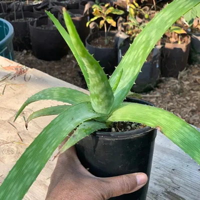 Fan Aloe 'Aloe plicatilis' - Shop Online at Planet Desert