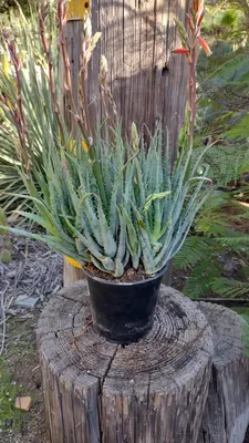 Aloe, Edible – Sarvodaya Institute