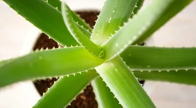 The Magical Spiral Aloe Plant at Flora Grubb SF! — Flora Grubb Gardens