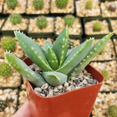 Is Aloe Vera Considered a Cactus or a Type of Succulent?