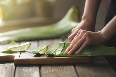 9 Best Selling Aloe Vera Plants for 2023 - The Jerusalem Post