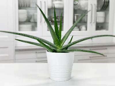 Crocodile Plant 'Aloe brevifolia' - Shop Online | Fast Delivery – Planet  Desert