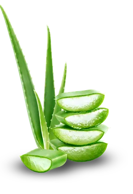Aloe Vera Plant | Medicinal | Care Difficulty - Easy | AmieSue.com