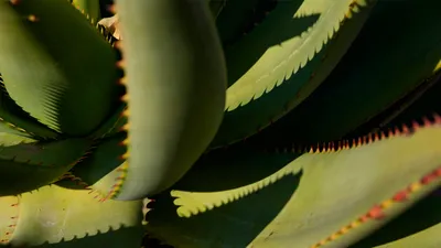 Terry Laboratories | Aloe Vera | Extracts | Concentrates