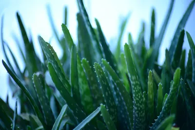 Aloe Vera Gel Could Be Your New Favorite Moisturizer