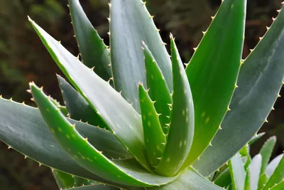 Aloe Vera Juice: Benefits, Nutrition, and Risks