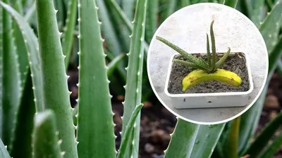 Коллекции растений ЦСБС СО РАН - Aloe vera (L.) Burm. f. – Алоэ настоящее