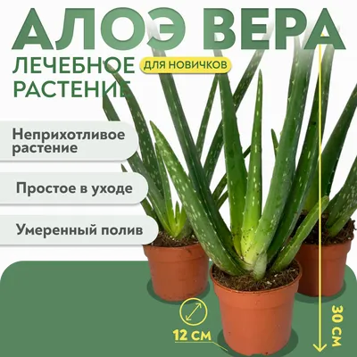 Алоэ лекарственный — купить в Красноярске. Горшечные растения и комнатные  цветы на интернет-аукционе Au.ru