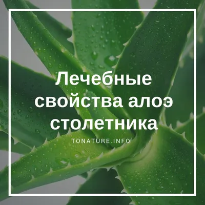 Лечебное растение Алоэ Вера (30 см) — купить в интернет-магазине по низкой  цене на Яндекс Маркете