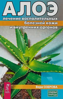 АЛОЭ (столетник) лечебный 4 года очень сочный | Комнатные растения в  Реутове – БесплатныеОбъявления.рф
