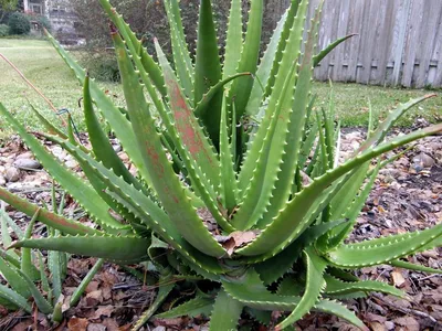 Алоэ, Ալոէ, Aloe, лечебное, древовидное - Комнатные растения - List.am