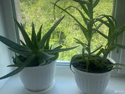 https://guru.wildberries.ru/article/aloe-vera-ne-tolko-dekorativnoe-no-i-lechebnoe-rastenie-1706211314