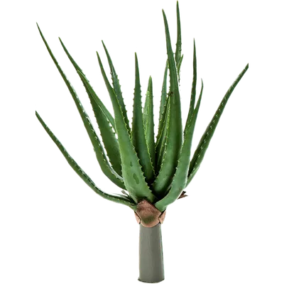 Aloe vera | Отдел «Ботанические экспозиции»