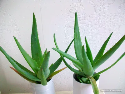 Растение ⌀ 9 Aloe REITZII (Алоэ): купить c доставкой почтой 🌸 Адениум дома