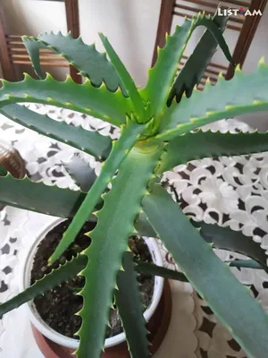 Искусственное растение Aloe 67 cm, Treez Collection | Home Concept