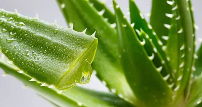 Aloe OFFICINALIS — Алоэ Лекарственное, 2 семени - Купить семена  Суккулентов, Кактусов и Адениумов