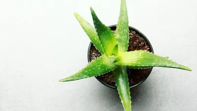Продажа Aloe Vera Plants в г. Гватемала | Facebook Marketplace | Facebook