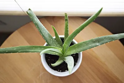 Комнатное растение Алоэ (Aloe) | Растения, Комнатные цветы, Алоэ