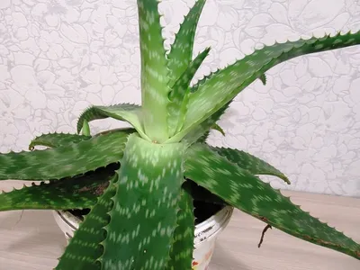 Алоэ остистое (Aloe aristata) - «Цветение остистого алоэ. ФОТО каждой фазы  этого волшебного процесса. Размножение, пересадка и уход за неприхотливым  зеленым ежиком.» | отзывы