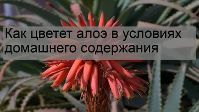 алоэ цветет померанцовый Succulent завода Стоковое Изображение -  изображение насчитывающей алнико, цвести: 5545669