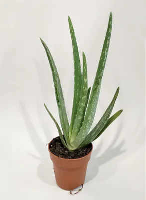 Алоэ Настоящее или Алоэ Вера (Aloe Vera)