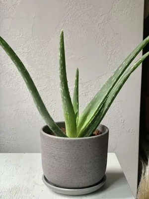 Алоэ Вера (Aloe Vera) возраст 3-летний , 1 л. (ID#572699057), цена: 214.99  ₴, купить на Prom.ua