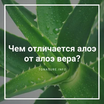 Алоэ Вера и столетник в цветочных горшках самонаводят украшение Стоковое  Изображение - изображение насчитывающей алнико, текст: 121672947