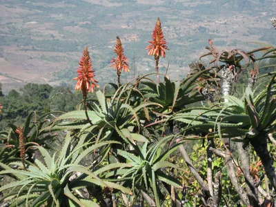 Aloe arboriscens, aloe vera (алоэ столетник, алое вера)