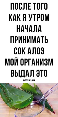 Алое Столетник Комнатное Растение – купить в интернет-магазине OZON по  низкой цене