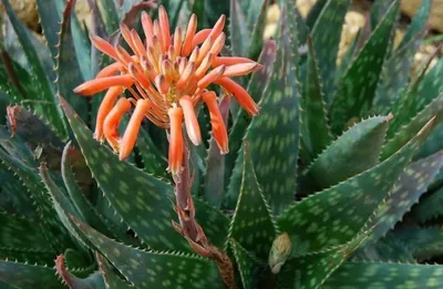 Aloe arboriscens, aloe vera (алоэ столетник, алое вера)