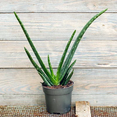 Алоэ Вера Алоэ Барбадосское Aloe Barbadensis Ալոե վեռա Aloe vera ծաղիկ  flower цветы - Комнатные растения - List.am