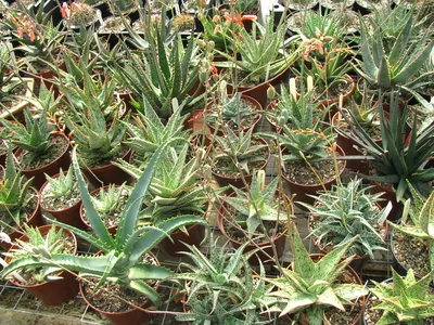 Виды Алоэ (Aloe) | Raritet-plants