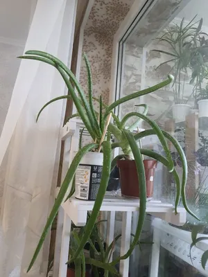 Aloe vera | Отдел «Ботанические экспозиции»