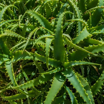 Aloe ferox | Отдел «Ботанические экспозиции»