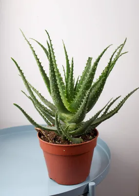 Алоэ (Aloe) в домашних условиях, фото, уход.