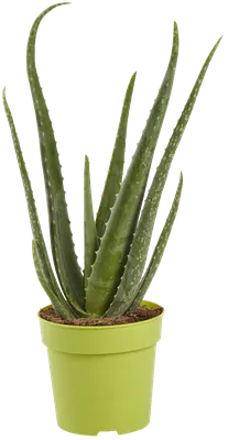 Aloe HUMILIS - SUCCULENT.KUPI