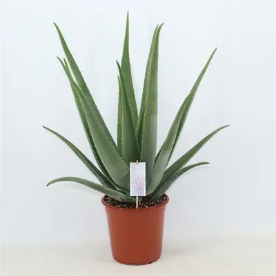 Хавортия (Haworthia) - сорта, выращивание, размножение :: myPlants