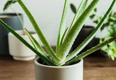 Aloe HUMILIS - SUCCULENT.KUPI