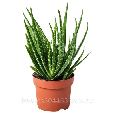 Растение Алоэ с Розовыми Листьями — Aloe cv. Rocco | Raritet-plants