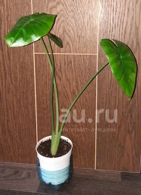 Файл:Alocasia montana Blanco1.177.png — Википедия