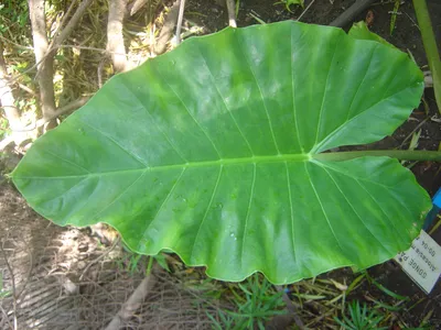 Alocasia black stem variegated #alocasia #алоказия #alocasiavariegata #al..  | Ficus_man: 50+ вариегатных алоказий | ВКонтакте