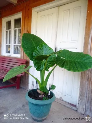 How to Grow and Care for Alocasia