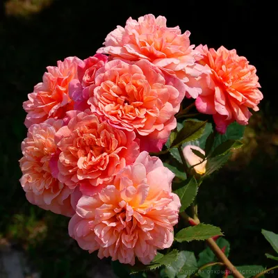 Роза плетистая «Алоха»