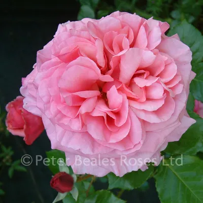 Aloha (Climbing Rose) | Peter Beales Roses - the World Leaders in Shrub,  Climbing, Rambling and Standard Classic Roses