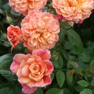 Плетистая роза Алоха/Aloha - купить саженцы роз в Москве и с доставкой по  России - саженцы роз от Татьяны