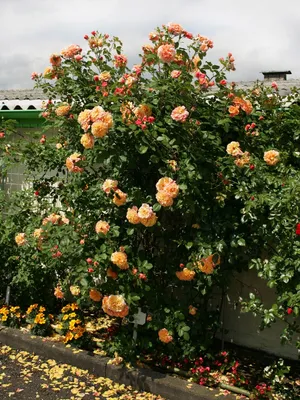 ALOHA a Orange rose from Ecuador