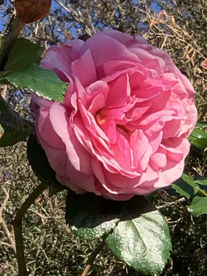Florecal - New Aloha Rose variety will add a beautiful and... | Facebook