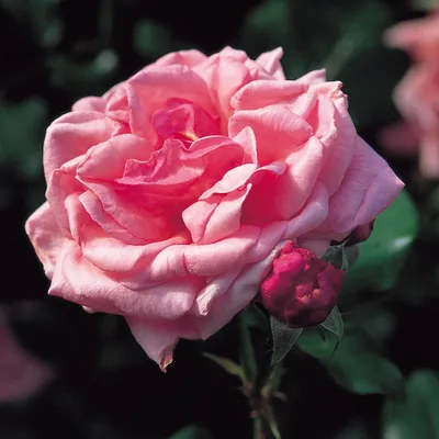 Цветущая в саду роза Алоха фотография Stock | Adobe Stock