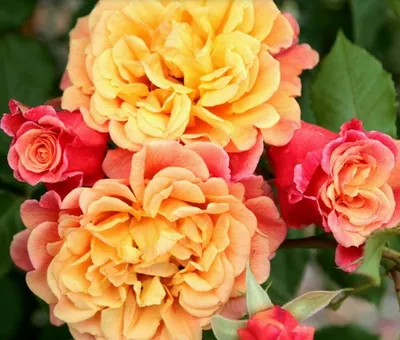 DAILY FLOWER: Aloha Rose, 01-14-21 – Karen England's EdgehillHerbFarm Blog